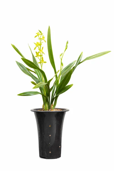 Orquídeas em vaso isoladas — Fotografia de Stock