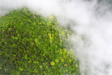 ilkbaharda kalın orman