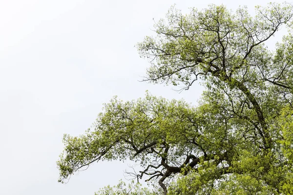 Baharda eski bir ağacın dalları — Stok fotoğraf