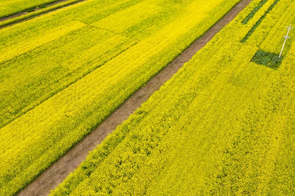 Aerial view of rapeseed flower blooming — Stock Photo, Image