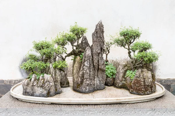 伝統的な中国の盆栽 — ストック写真
