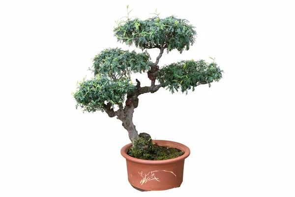 Oude bonsai boom geïsoleerd op wit — Stockfoto