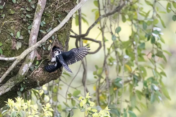 Pied falconet — Φωτογραφία Αρχείου