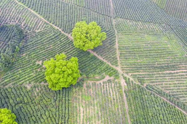 Vista aérea da plantação de chá — Fotografia de Stock