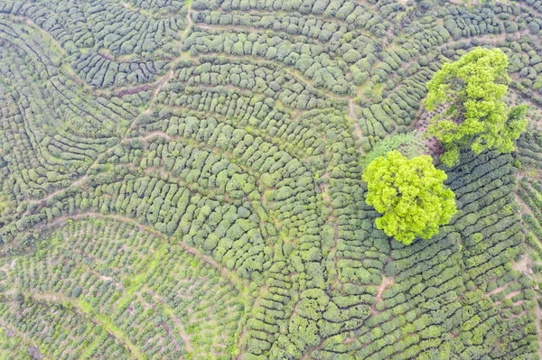 Çay plantasyon havadan görünümü — Stok fotoğraf