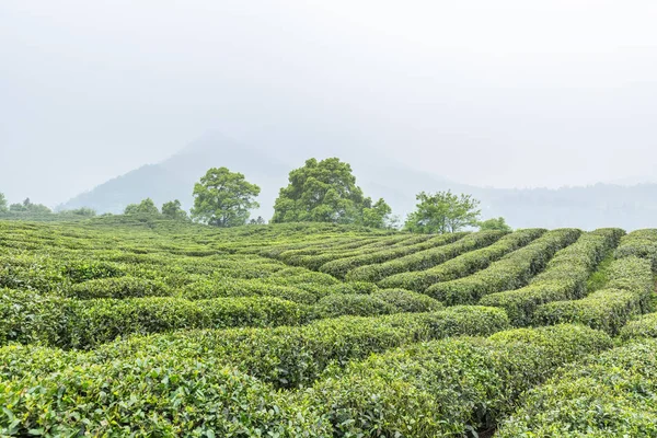 Tea plantation in cloud and mist — Stock Photo, Image