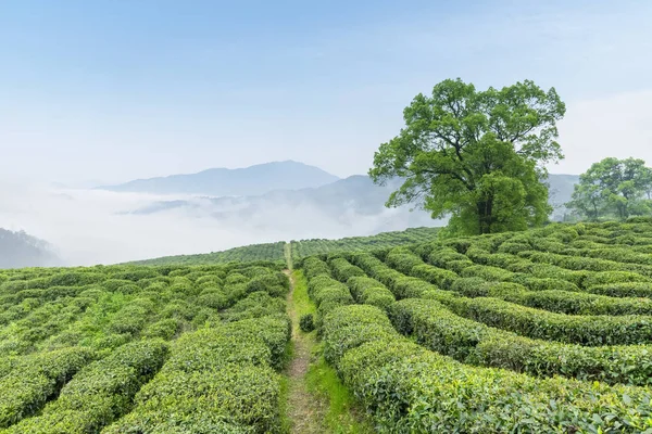Tea plantation in cloud and mist — Stock Photo, Image