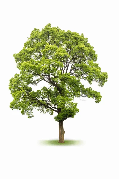 Großer immergrüner Baum isoliert auf weiß — Stockfoto