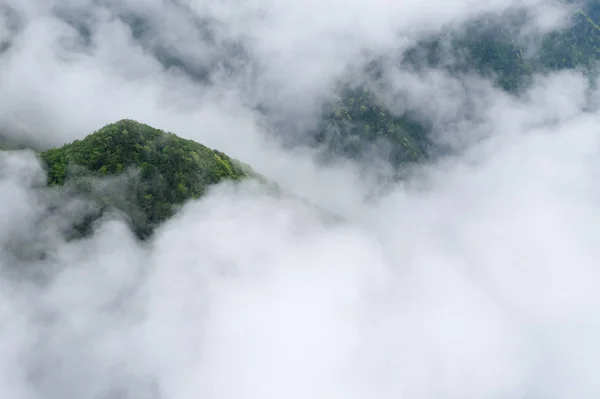 Mountain forest in Cloud mist — Stockfoto