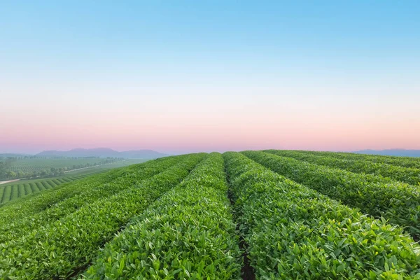 Plantación de té al amanecer — Foto de Stock