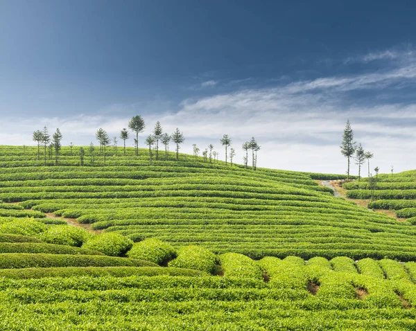 Tea plantation in spring — Stock Photo, Image