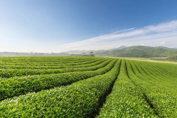 Bela paisagem plantação de chá — Fotografia de Stock