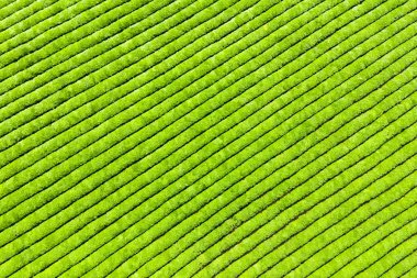 Çay Tarlası arka plan