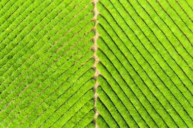 Çay Tarlası arka plan