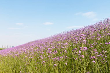 çiçekaçan mor verbena bonariensis