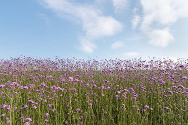 verbena bonariensis çiçeklenme