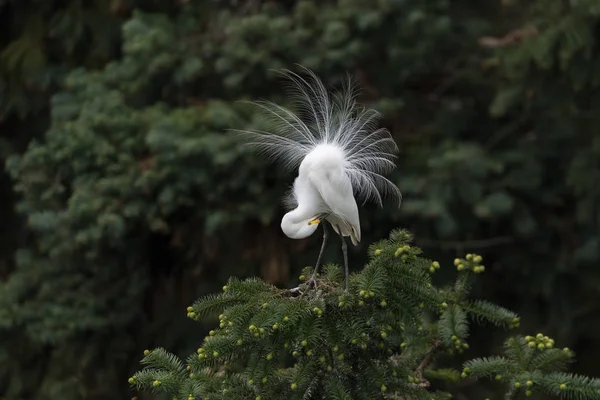 Piękne wielkie egret — Zdjęcie stockowe