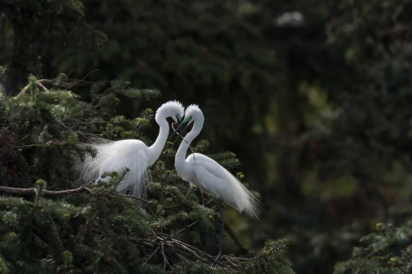 Mooie grote zilverreiger — Stockfoto