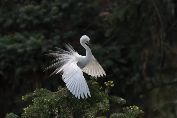 Bela grande egret — Fotografia de Stock