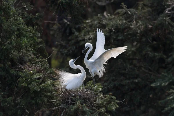 Bela grande egret — Fotografia de Stock