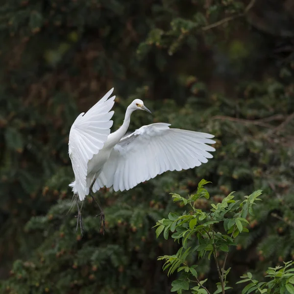 Uçuş güzel büyük beyaz egret — Stok fotoğraf
