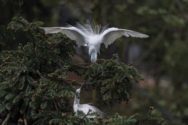 아름다운 위대한 egret — 스톡 사진