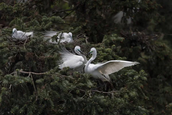 Güzel büyük egret yuvalama — Stok fotoğraf