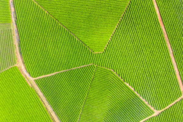Widok z lotu ptaka z plantacji herbaty — Zdjęcie stockowe