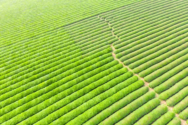 Plantacja zielonej herbaty, widok z lotu ptaka — Zdjęcie stockowe