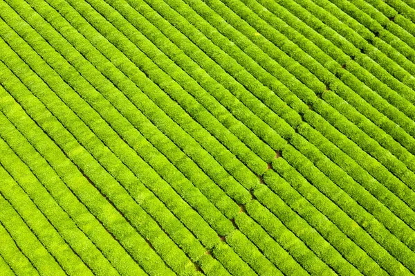 Plantacja herbaty tło — Zdjęcie stockowe