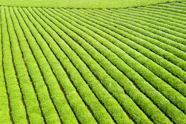 Vacker linje av teplantage — Stockfoto