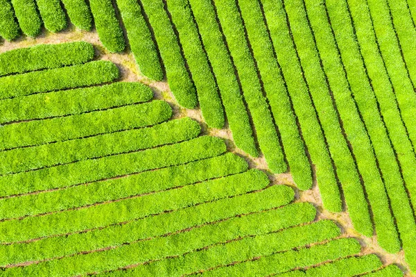 茶叶种植园特写 — 图库照片