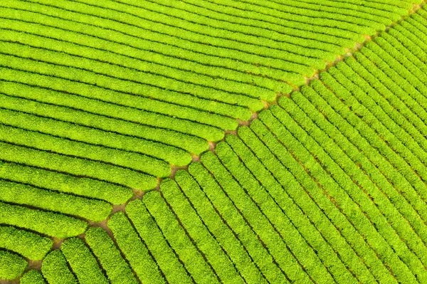 春茶种植园背景 — 图库照片