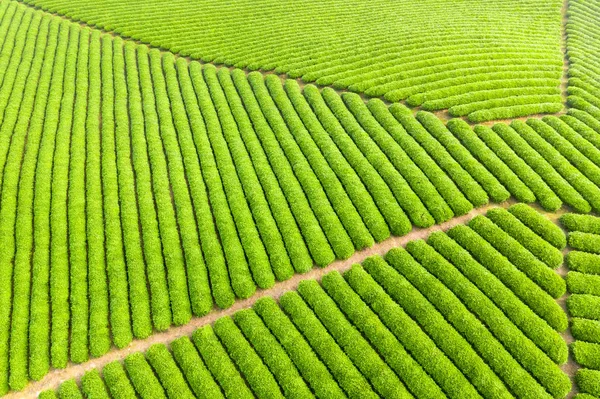 Прекрасная чайная плантация — стоковое фото