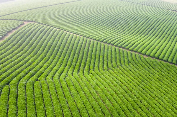 Sabah çay plantasyon manzara — Stok fotoğraf