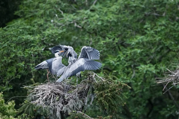 Een nest van de grijze reiger — Stockfoto