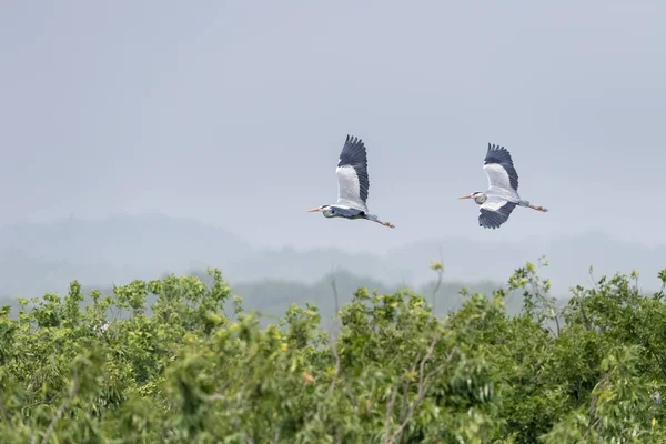 Garza gris volando —  Fotos de Stock