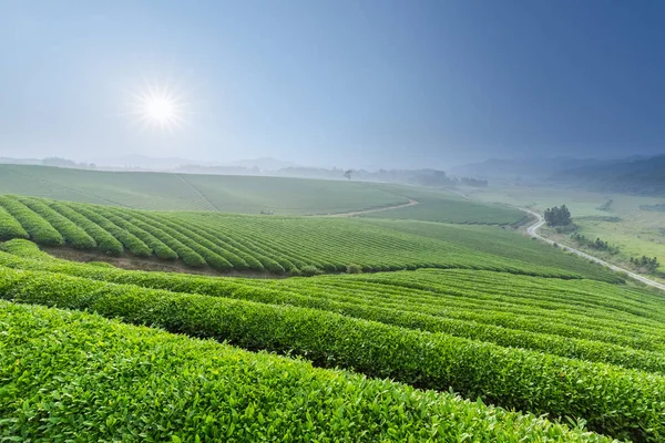 Krásná čajová plantáž v ranním — Stock fotografie