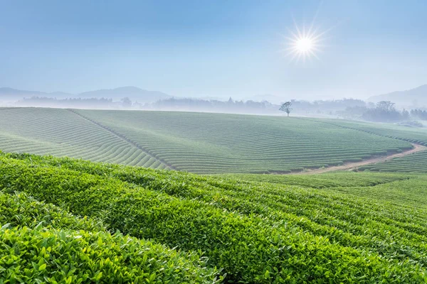 Zöldellő tea ültetvény tavaszi reggelen — Stock Fotó