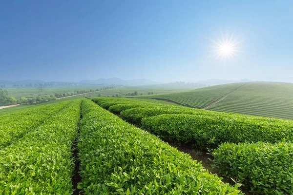 Friss tea ültetvény reggel — Stock Fotó