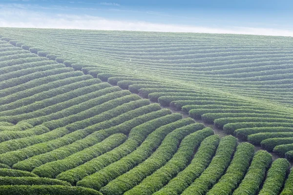 Фон чайної плантації — стокове фото