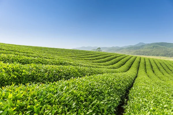 Gyönyörű tea ültetvény táj — Stock Fotó