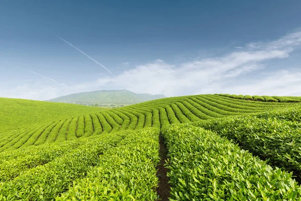 Beautiful tea plantation against a blue sky, — Stock Photo, Image
