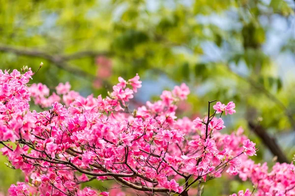 Rhododendron simsii Planchblume — Stockfoto