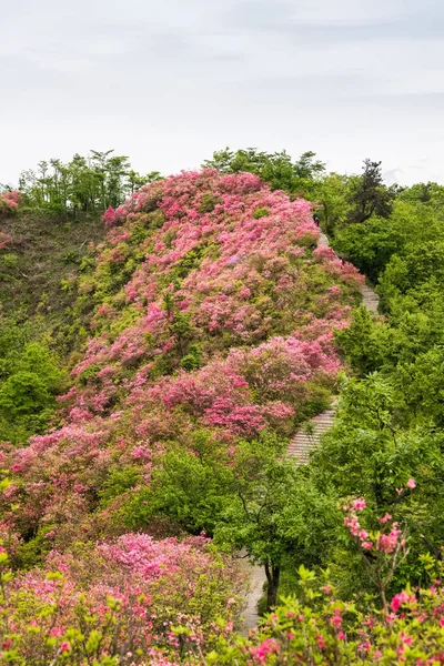 Azalee blüht auf einem Bergrücken — Stockfoto