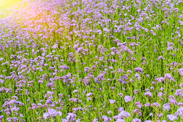 Verbena bonariensis blomma fält närbild — Stockfoto