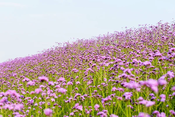 Beautiful purple flower field — Stock Photo, Image