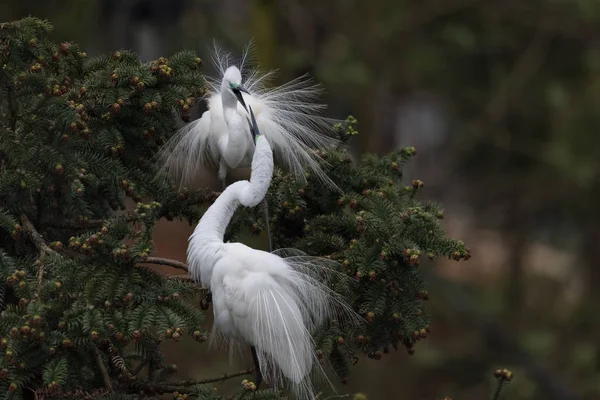 Mooie grote zilverreiger — Stockfoto