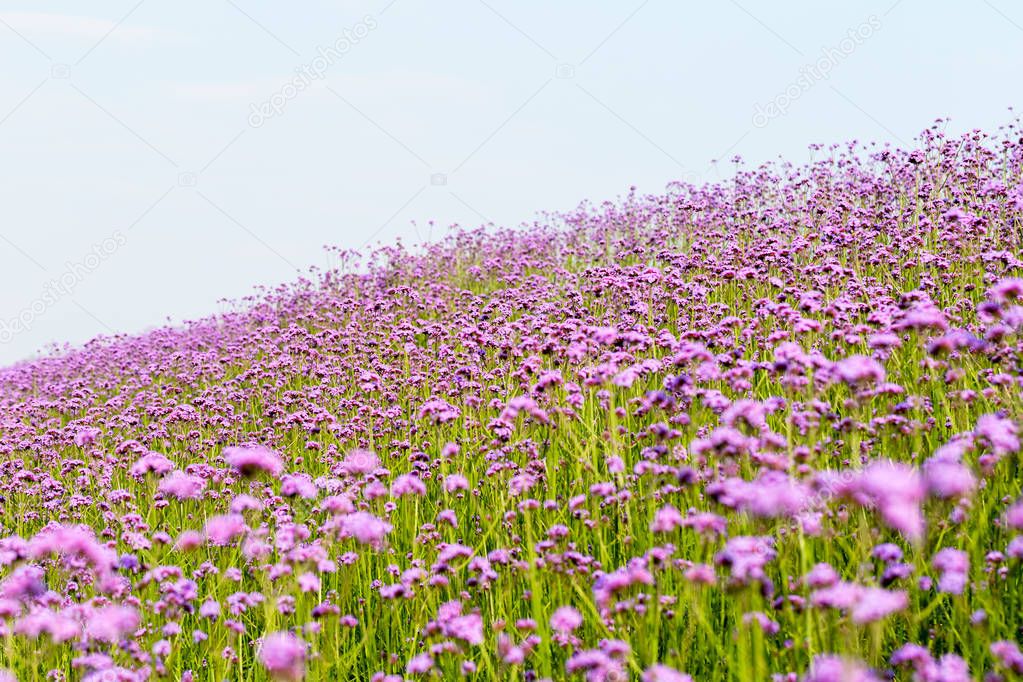 beautiful purple flower field