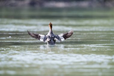 çin merganser